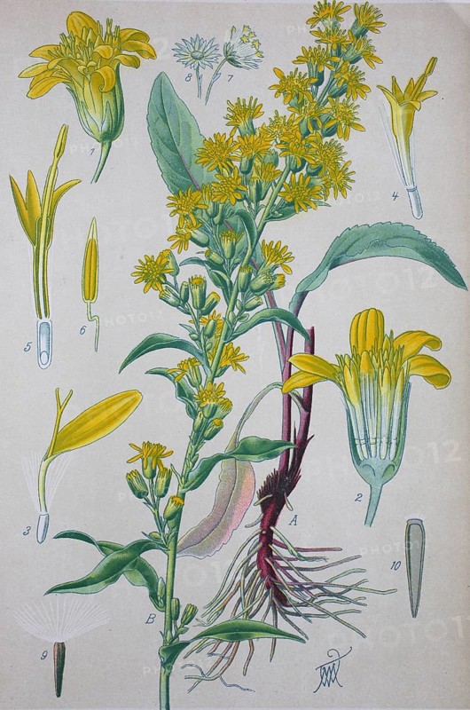 European goldenrod (Solidago virgaurea)