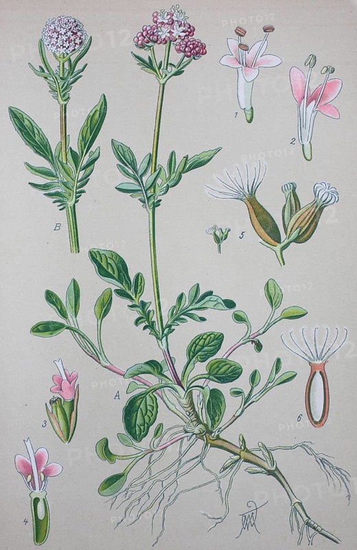 Valerian (Valeriana officinalis)