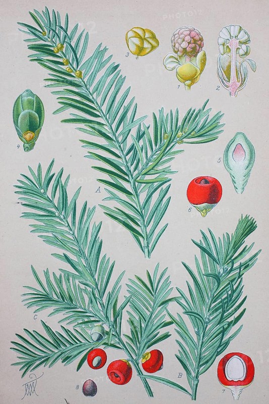 English yew (Taxus baccata)