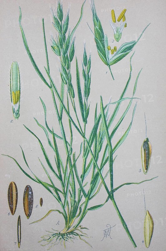 Soft brome (Bromus hordeaceus)
