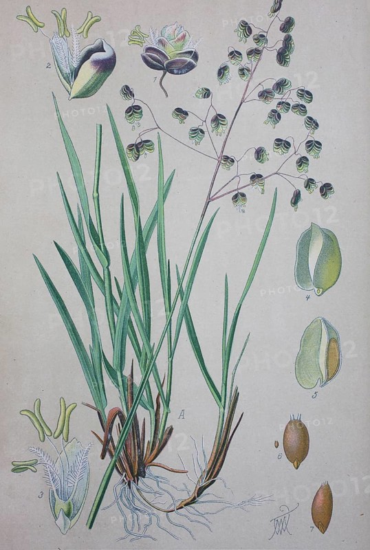 Quaking-grass (Briza media)