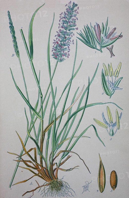 Crested dog's-tail (Cynosurus cristatus)