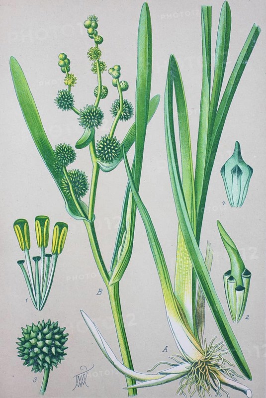 Simplestem bur-reed (Sparganium erectum)