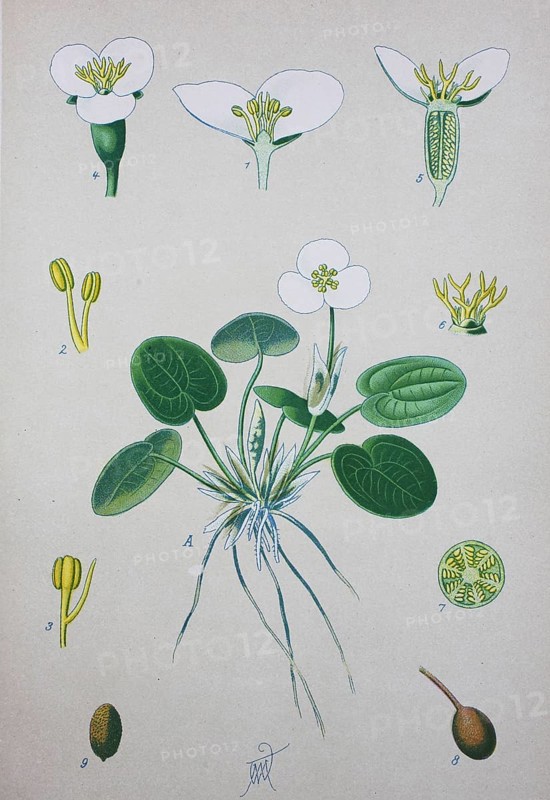 Common frogbit (Hydrocharis morsus-ranae)