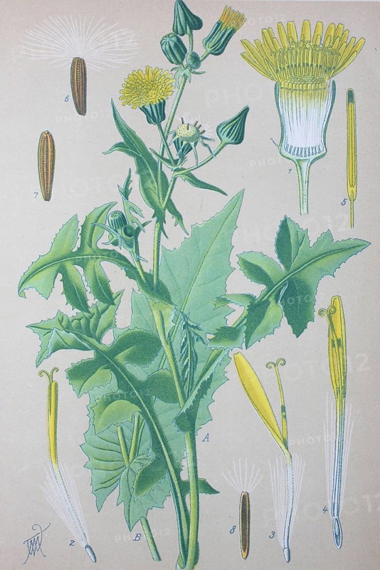 Common sowthistle (Sonchus oleraceus)