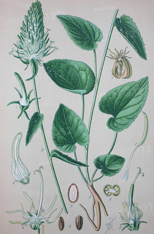 Spiked rampion (Phyteuma spicatum)