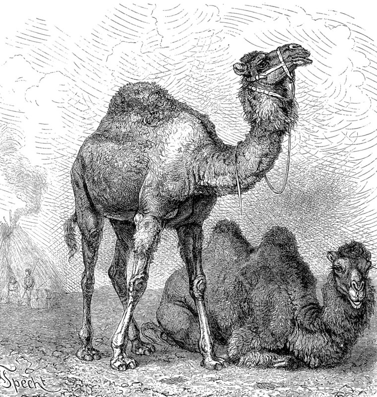 Dromedaryy (Camelus dromedarius) and a Bactrian camel (Camelus bactrianus) 1889