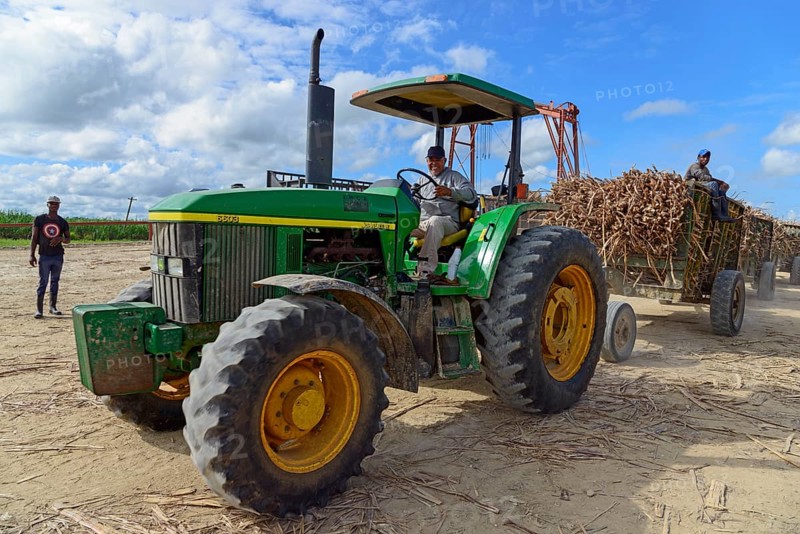 Tractor transports Sugar cane (Saccharum officinarum)