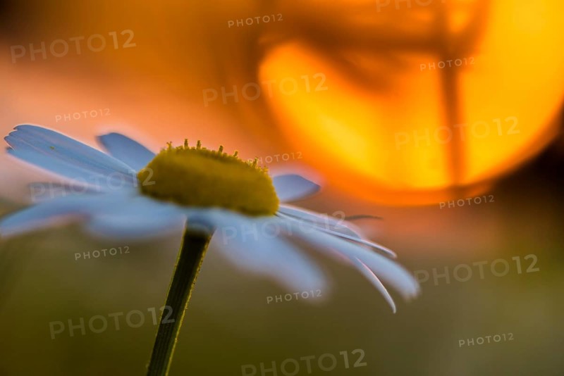 Daisy (Leucanthemum vulgare) at sunset with sun disk