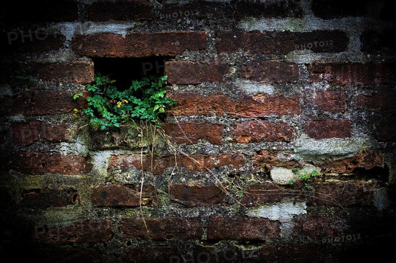 Brick wall with plant