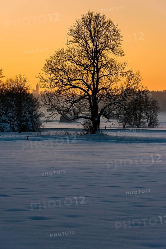 Tree in winter landscape
