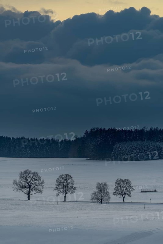 Trees in wintry landscape with dramatic sky