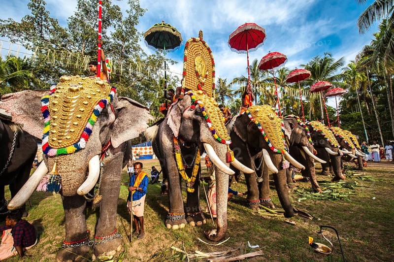 Hindu temple festival with many elephants
