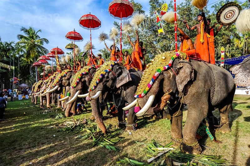 Hindu temple festival with many elephants