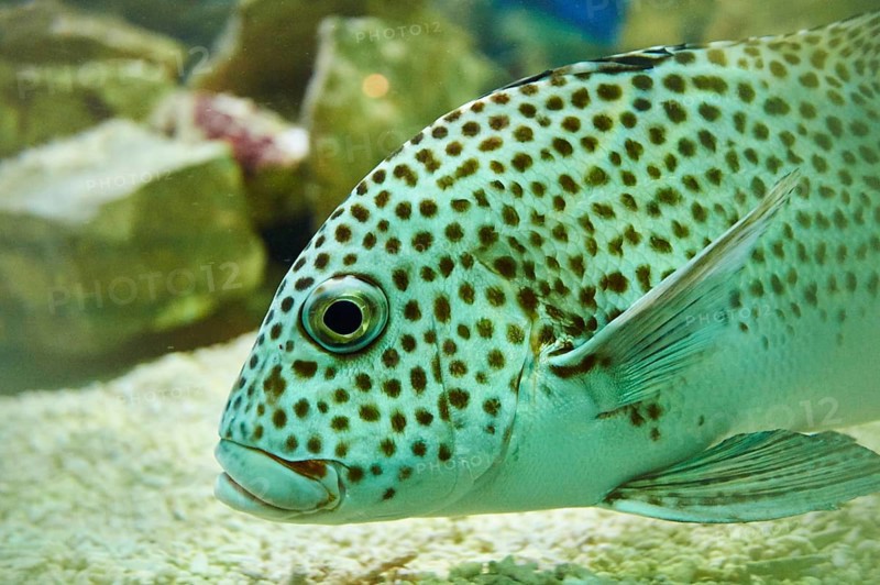 Harlequin sweetlip (Plectorhinchus chaetodonoides) swimming in a aquarium