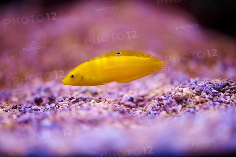 Canary wrasse (Halichoris chrysurus) in a aquarium