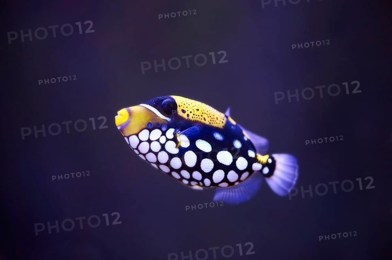 Clown triggerfish (Balistoides conspicillum) in a aquarium