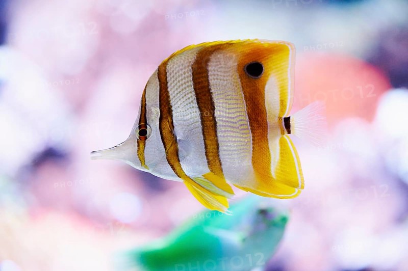Copperband butterflyfish (Chelmon rostratus) in a aquarium