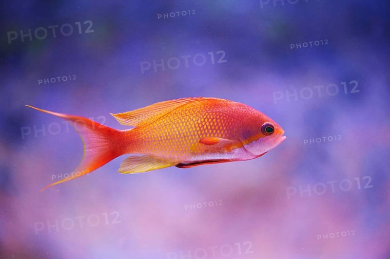 Sea goldie (Pseudanthias squamipinnis) in a aquarium