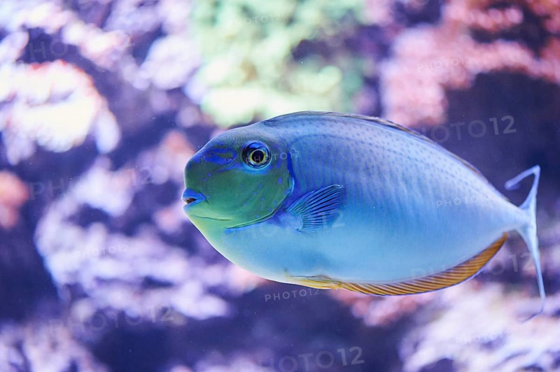 Bignose unicornfish (Naso vlamingii) in a aquarium