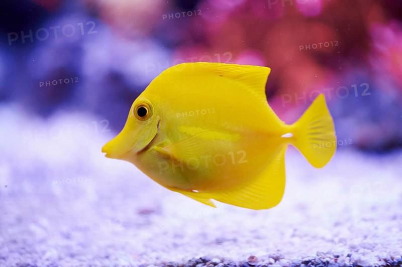 Yellow tang (Zebrasoma flavescens) in a aquarium