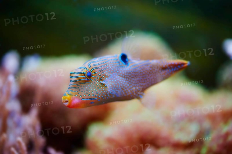 Spotted sharpnose (Canthigaster solandri) in a aquarium