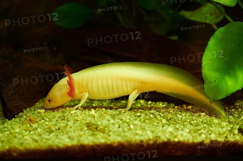 Axolotl (Ambystoma mexicanum) in a aquarium