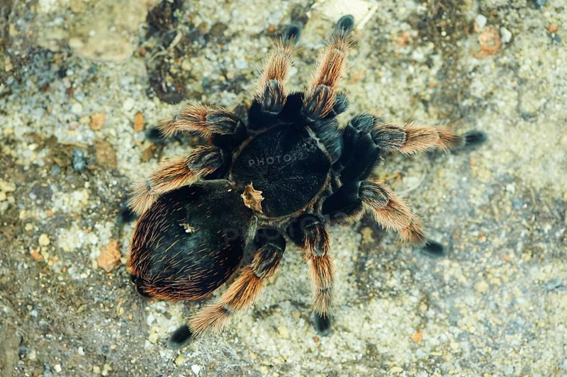 Chilean rose hair tarantula (Grammostola rosea)