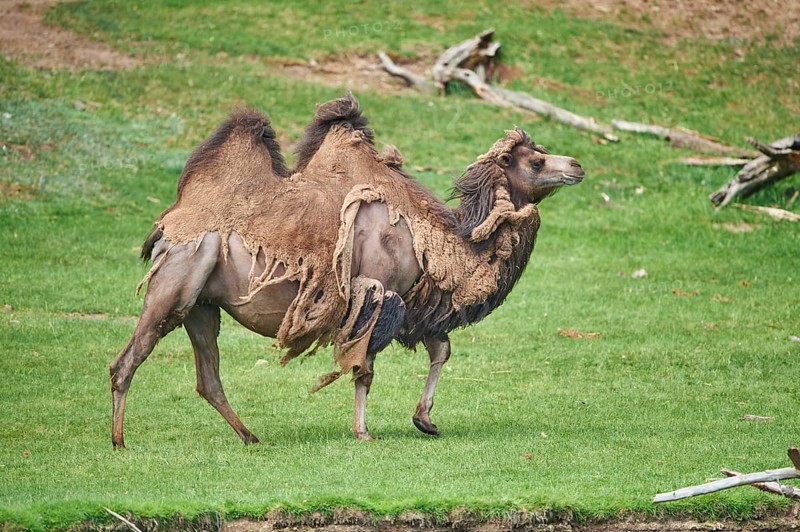 Bactrian camel (Camelus ferus) during change of coat
