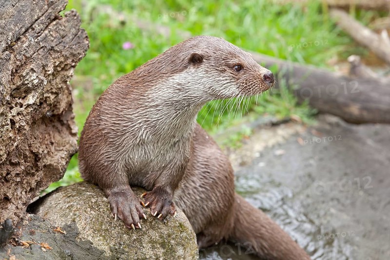 Otter (Lutra lutra)