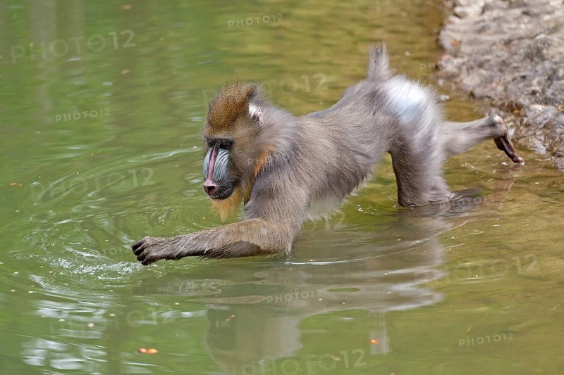 Mandrill (Mandrillus sphinx) in water