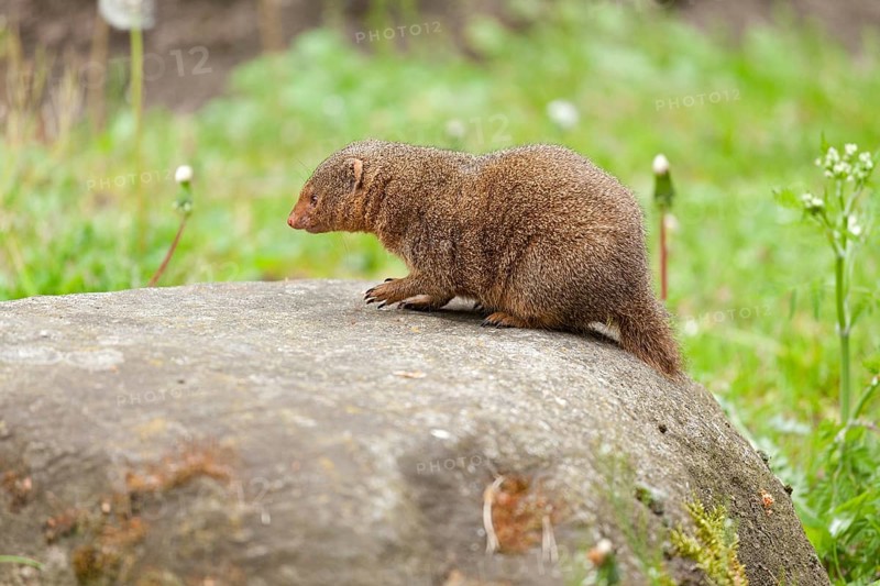 Dwarf Mongoose (Helogale parvula)