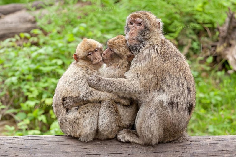 Barbary macaques (Macaca sylvanus) sitting on tree trunk