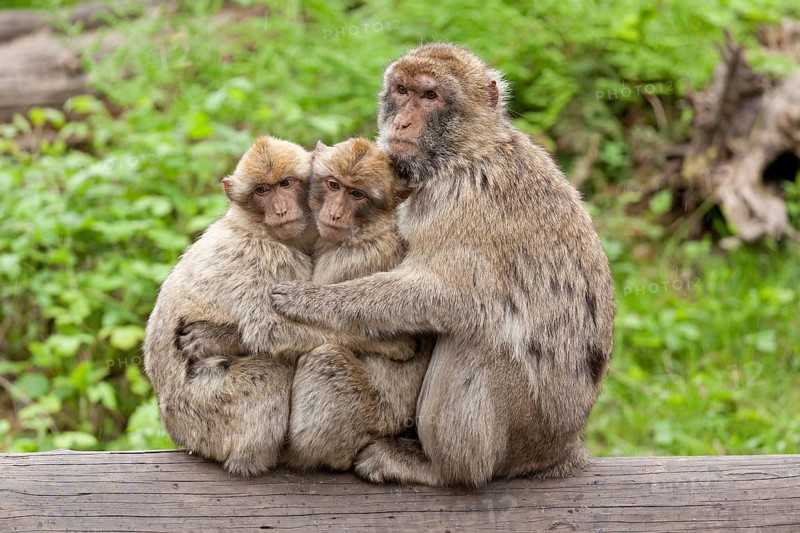 Barbary macaques (Macaca sylvanus) sitting closely to each other on tree trunk