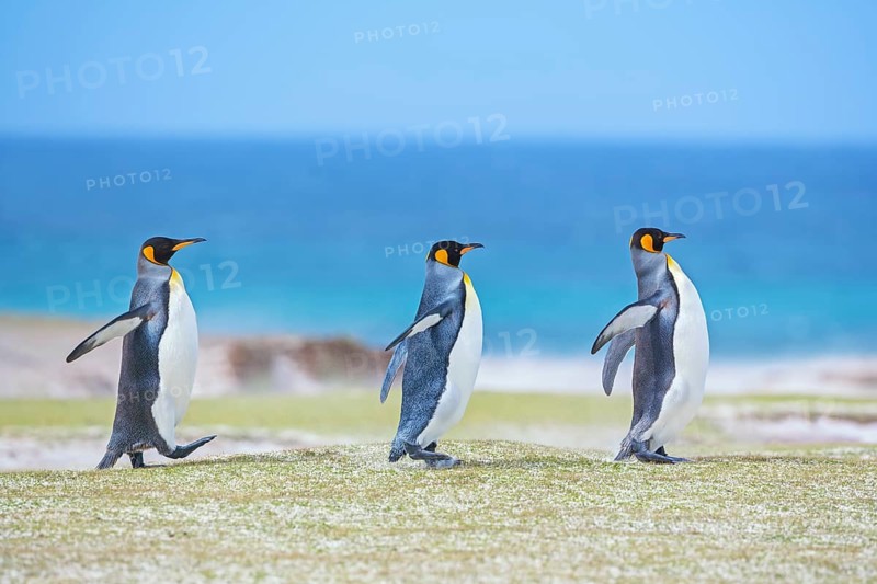 Three King penguins (Aptenodytes patagonicus) walking