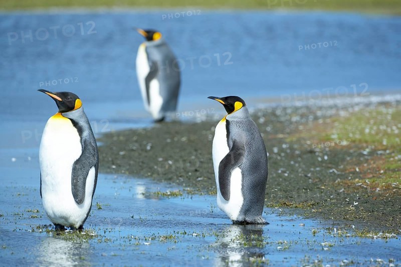 Three King penguins (Aptenodytes patagonicus) standing in water