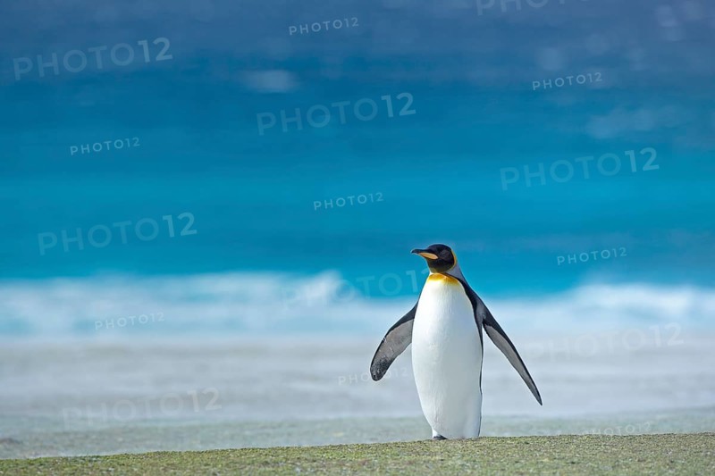An adult King penguin (Aptenodytes patagonicus) standing