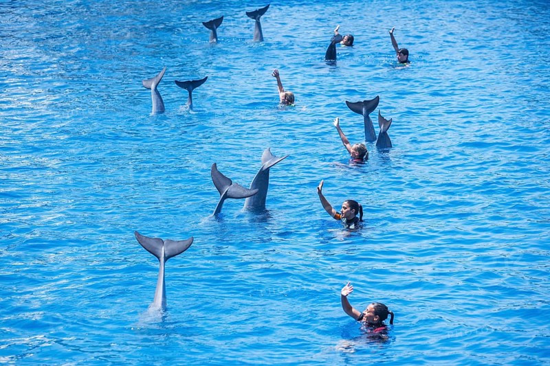 Dolphins and their instructors