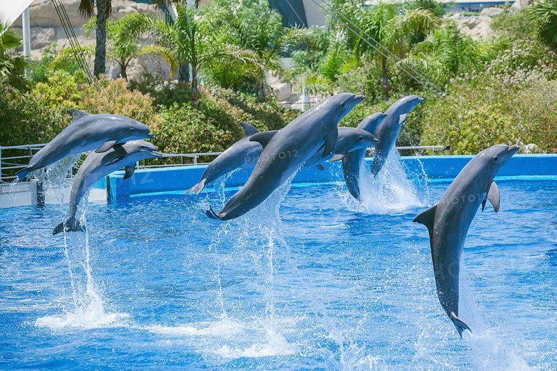 Dolphins jumping