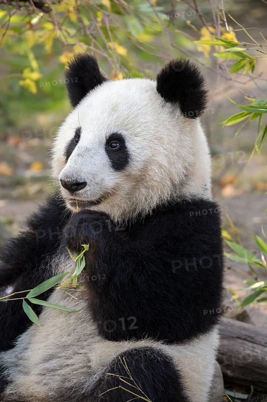 Panda (Ailuropoda melanoleuca)