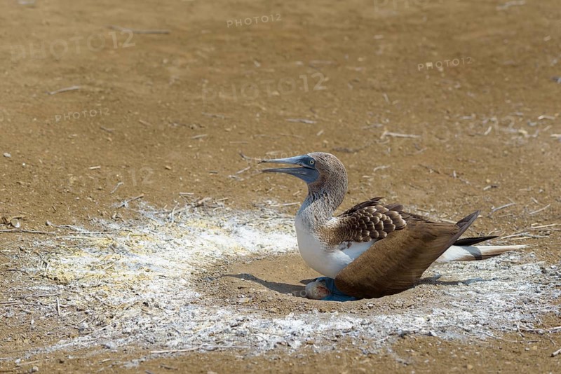 Blue-footed booby (Sula nebouxii) sitting in nest with eggs