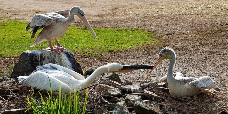 Pink-backed Pelicans (Pelecanus rufescens)