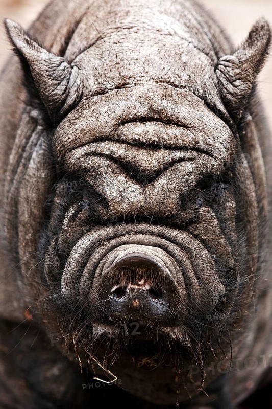 HangebauchDomestic Pig (Sus scrofa domestica)