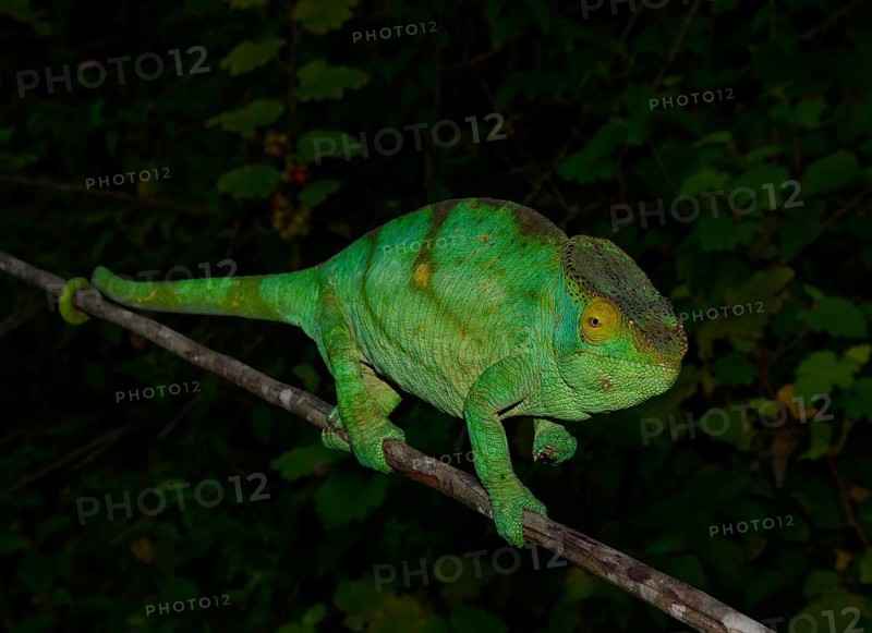 Female chameleon (Calumma parsonii parsonii)