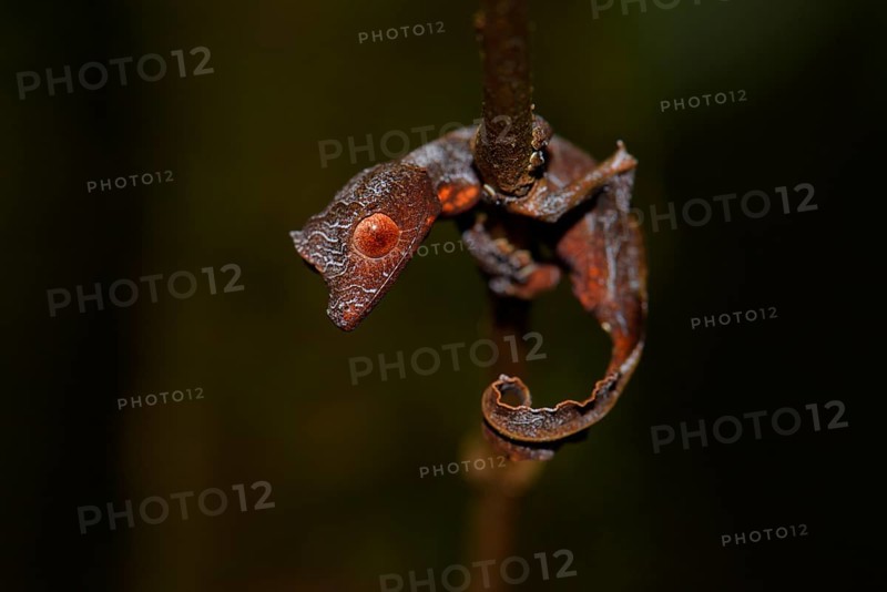 Leaf-tailed gecko (Uroplatus phantasticus)
