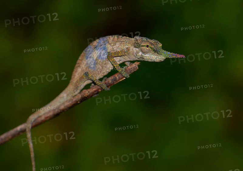 Male Blade chameleon (Calumma gallus) in rainforest