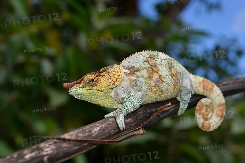 Male cryptic chameleon (Calumma crypticum)
