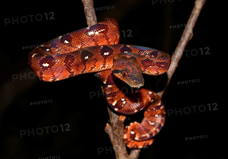 Madagascar tree boa (Sanzinia madagascariensis) in rainforest
