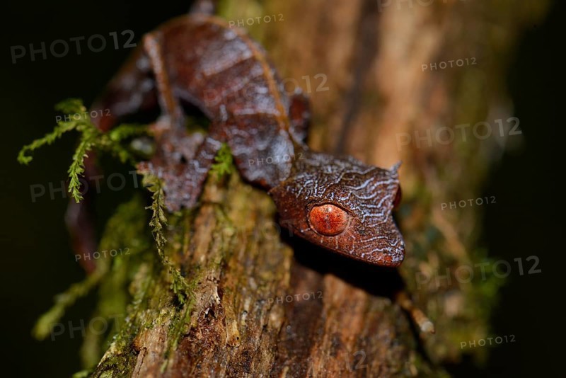 Baweng satanic leaf gecko (Uroplatus phantasticus)