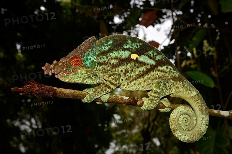 Parson's chameleon (Calumma parsonii)